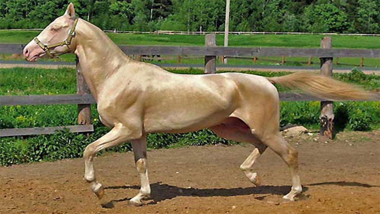 اجمل خيول في العالم , شاهد بالصور اجود انواع الخيول - المرأة العصرية