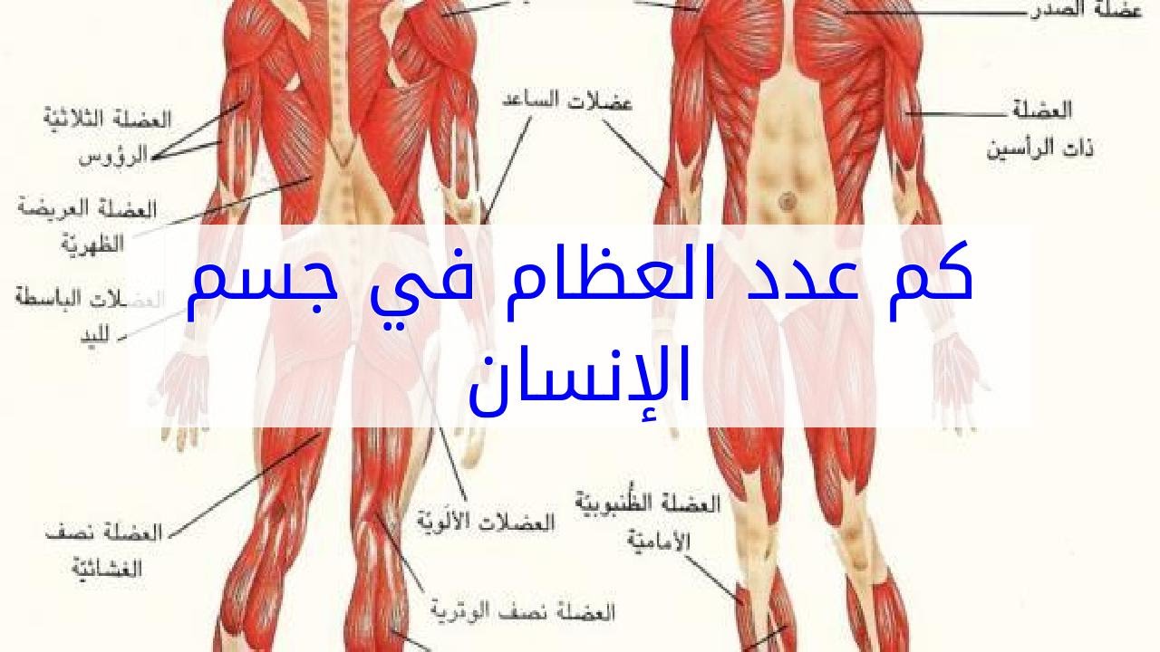 كم عدد عضلات جسم الانسان , تعرف على اهمية عضلات جسم الانسان وعددها