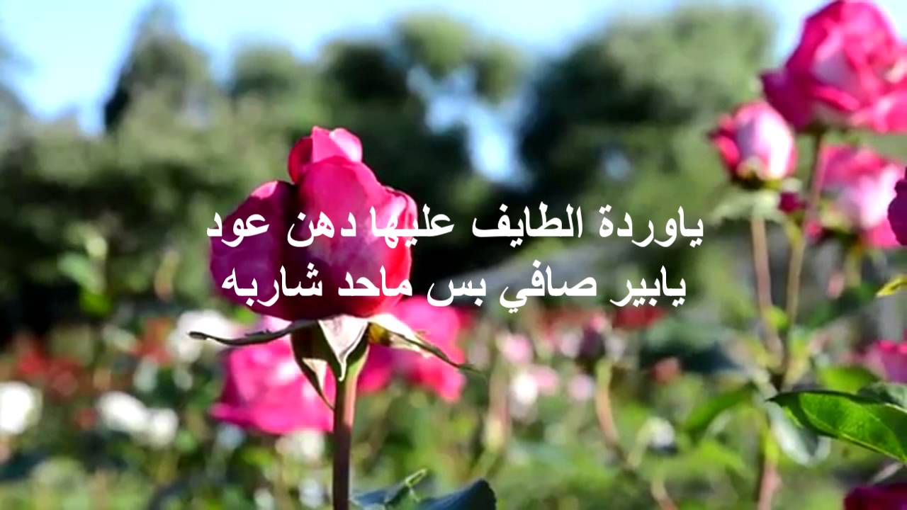 خواطر عن الورد , عبارات شعرية مبدعة عن الورد