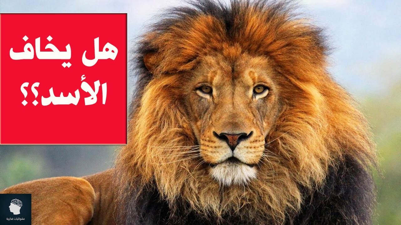 كلام عن الاسود , اهم المعلومات عن الاسد