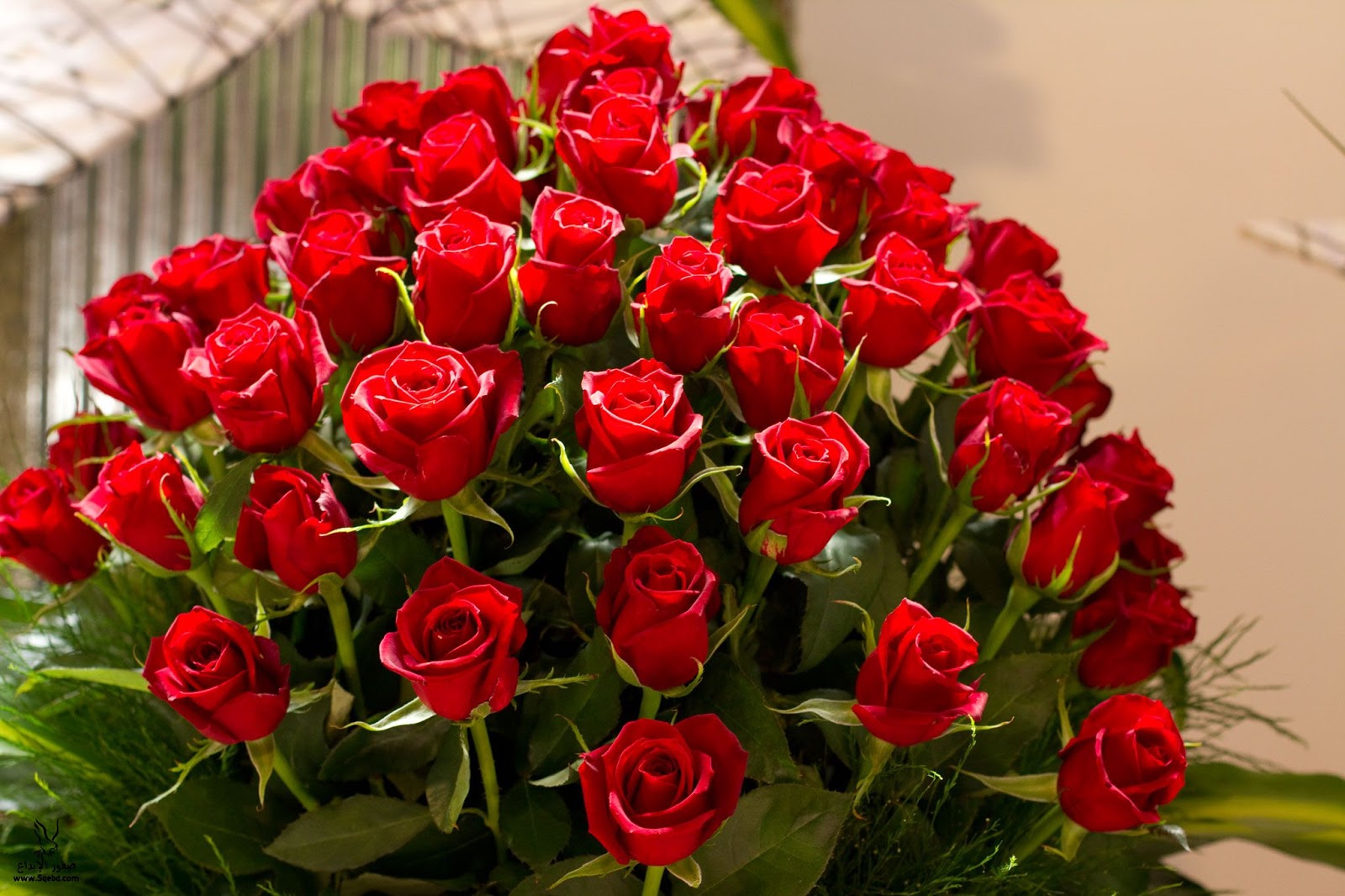 اجمل وردة حمراء في العالم رمز الحب والجمال يكمن في زهرة حمراء