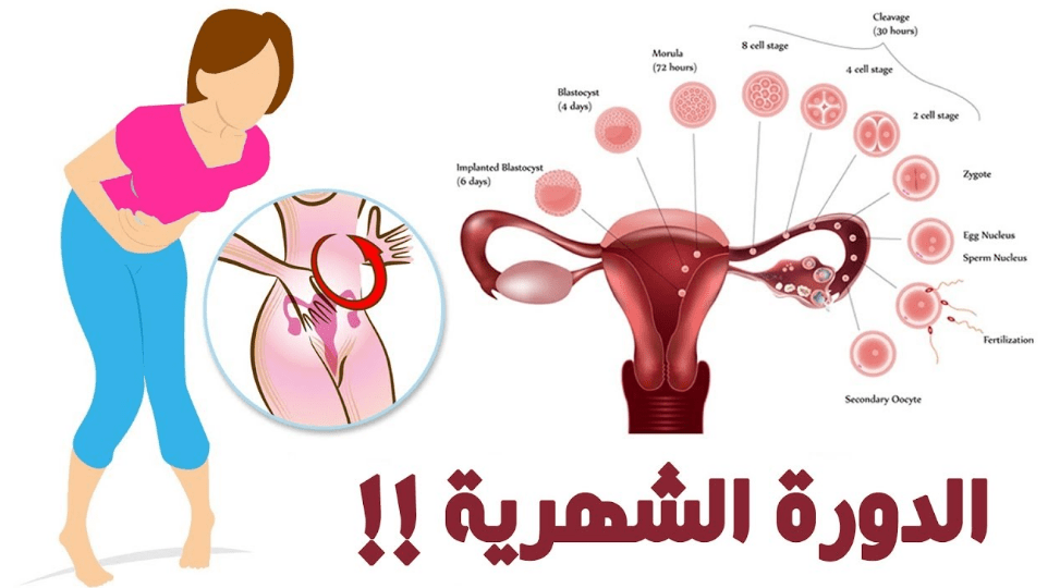 كم عدد الدورة الشهرية , معلومات عن الدوره الشهريه في غايه الاهميه