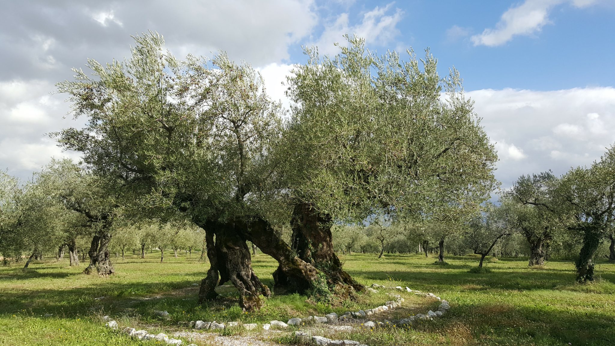فوائد شجرة الزيتون مختصرة