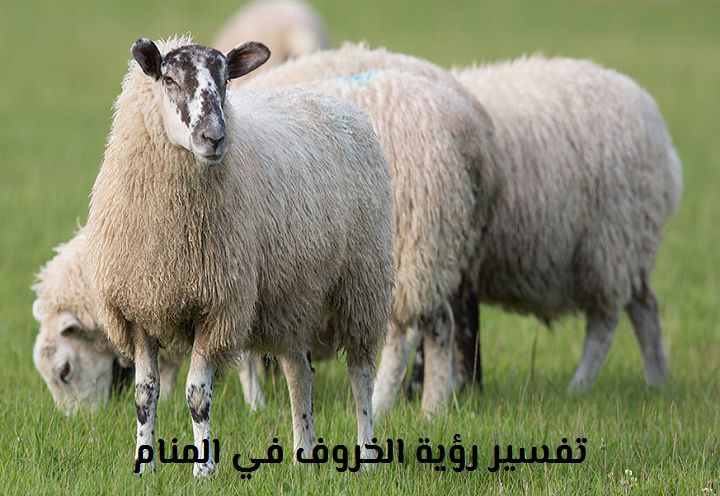 الخروف في المنام للحامل , حلم في منتهى الجمال